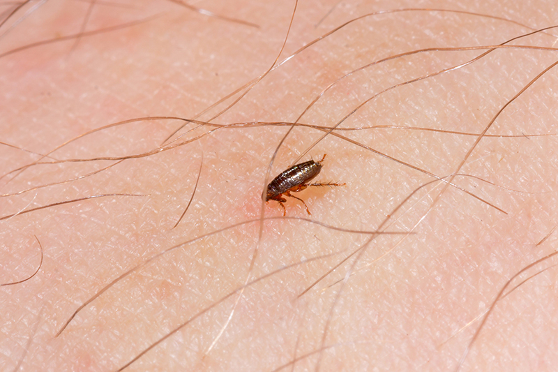 Flea Pest Control in Newbury Berkshire