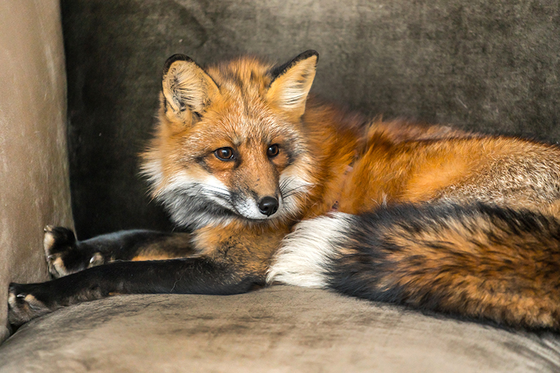 Fox Pest Control in Newbury Berkshire