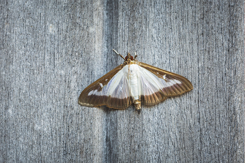 Moth Pest Control in Newbury Berkshire